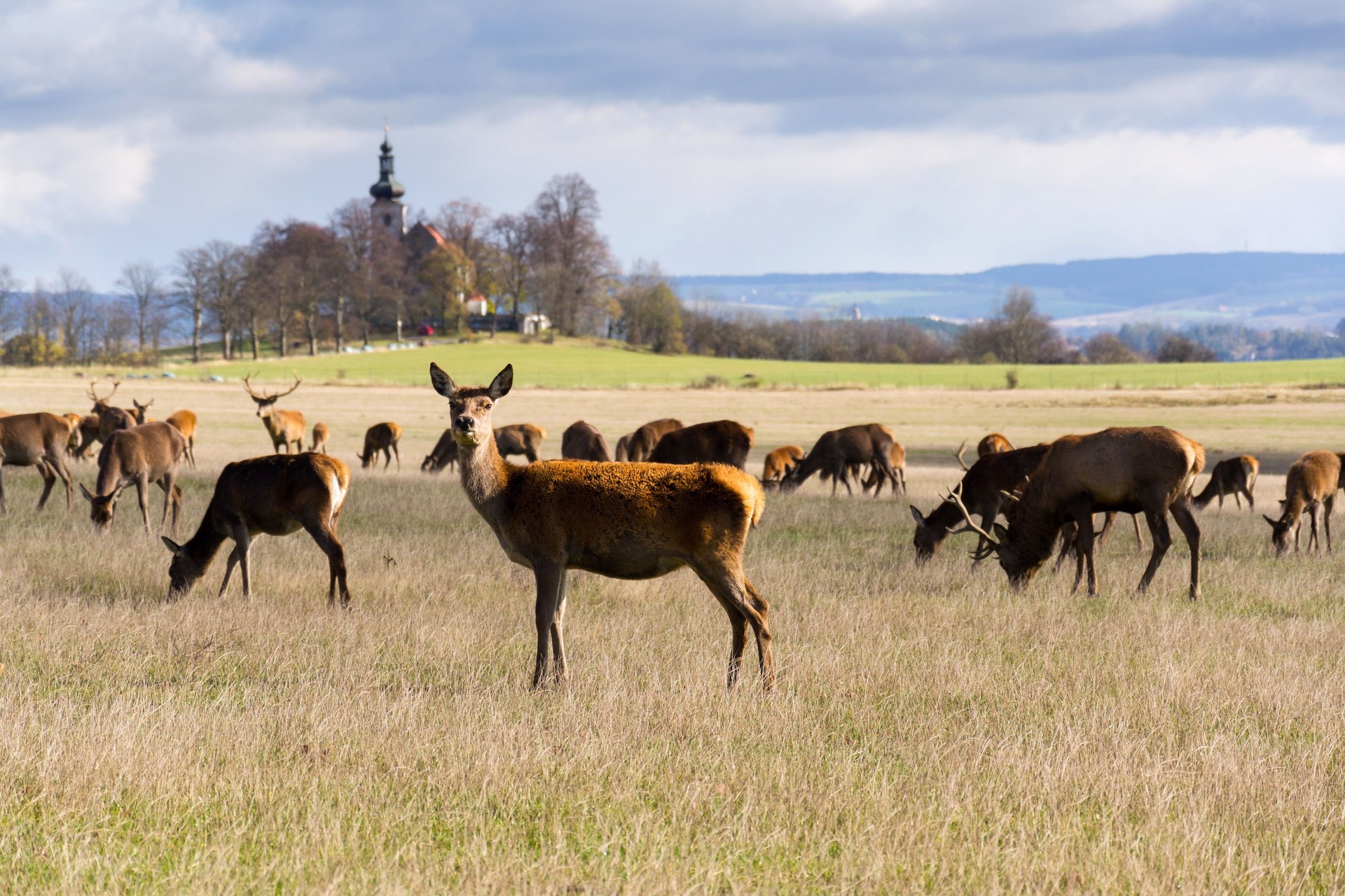 Deer herd, sunny autumn day, church in background, Czech Republic